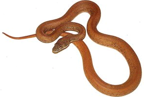 Sawu python